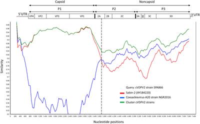 Metagenomic sequencing, molecular characterization, and Bayesian phylogenetics of imported type 2 vaccine-derived poliovirus, Spain, 2021